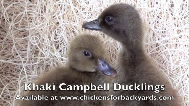 Khaki Campbell Ducklings | Chickens for Backyards смотреть онлайн