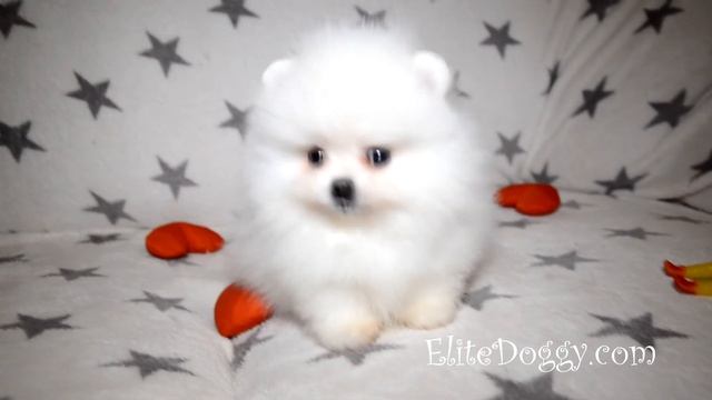 Кукольный щенок белоснежного померанского шпиц смотреть онлайн