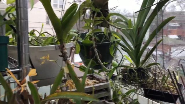 Winter Resting Dendrobiums Update смотреть онлайн