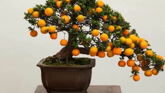 бересклет карликовый декоративные деревья и кустарники смотреть онлайн