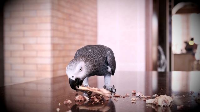 ШОК!!! ПОПУГАЙ ЕСТ СЕБЕ ПОДОБНЫХ?CANNIBAL PARROT смотреть онлайн