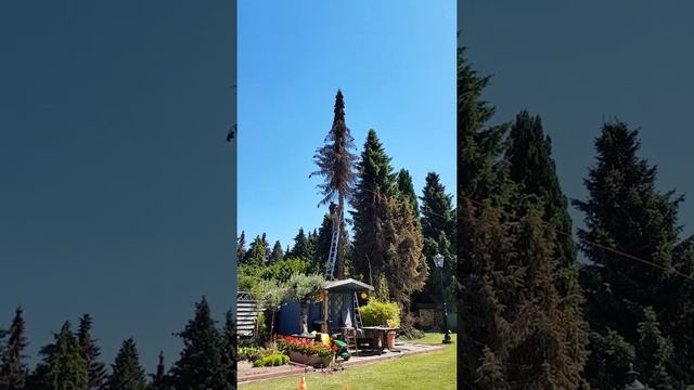 Как спилить дерево в нужном направлении How To Cut Down A Tree смотреть онлайн