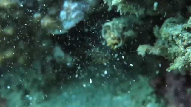 AwesomEarth Coral Reef