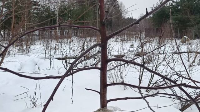 Обрезка яблони Белорусское сладкое в интенсивном саду на подвое Р60 январь 2023 смотреть онлайн