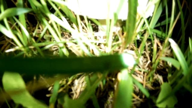 Что за гриб нашла АСТ Жужу? смотреть онлайн