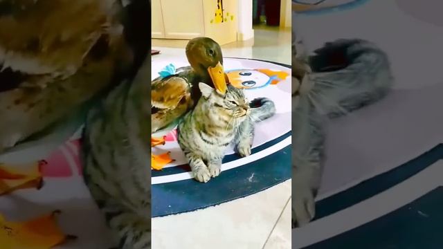 Наглая Утка #shorts #virul #animals #duck #cats #fighting #virulshorts #shortvideo смотреть онлайн