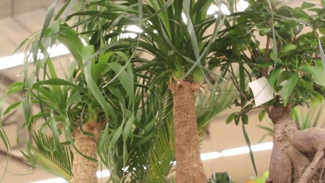 СКОЛЬКО ВКУСНЯШЕК Можно Купить на 200 РУБЛЕЙ смотреть онлайн