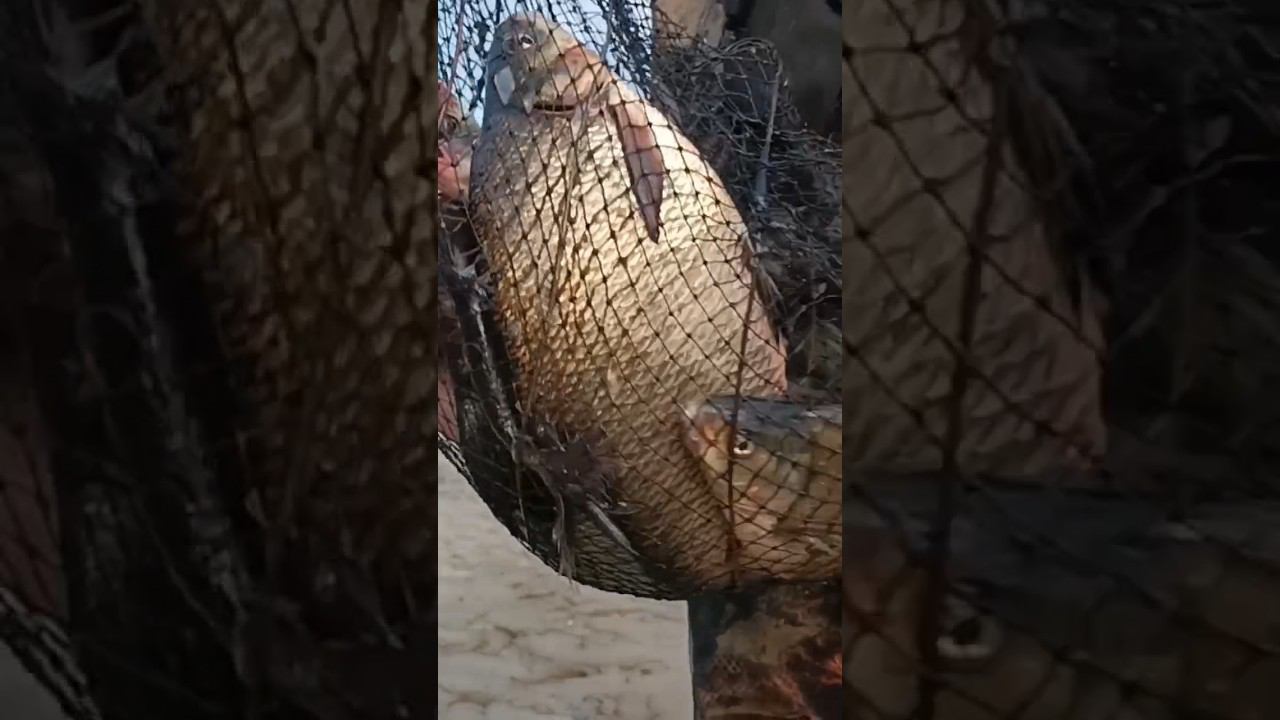 Неплохой результат вечерней рыбалки после работы. смотреть онлайн