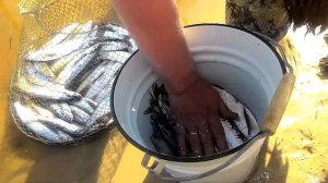 Солим чехонь