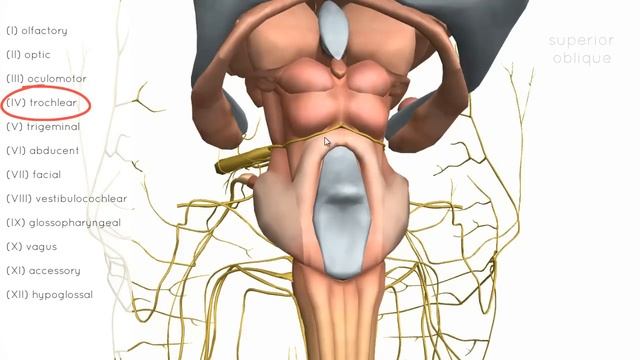 Cranial Nerves Basics - 3D Anatomy Tutorial
