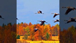 Эннио Морриконе (прощание )