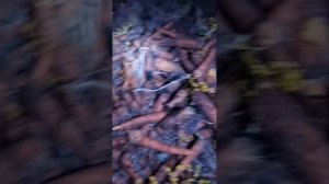 Как сохранить урожай в погребе от МЫШЕЙ , кротов,крыс без ядов