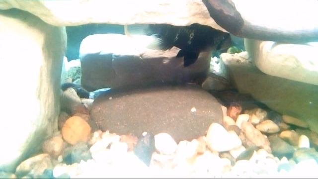 Размножение Бирюзовой Акары. Часть 1. смотреть онлайн