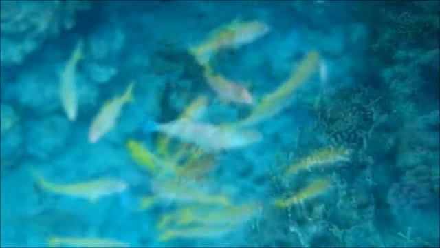 Египет.Шарм-эль-Шейх.Риф 2 (The reef of Red Sea). смотреть онлайн