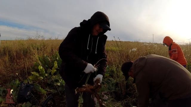Сэкономил, значит заработал! Копаем плантации Хрена в заброшенной деревне и собираем яблоки смотреть онлайн