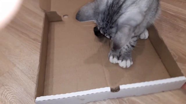 Кот не понимает! Смешной кот! the cat doesn't understand! funny cat. смотреть онлайн