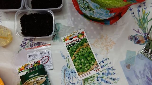 Сею капусту на рассаду дома! смотреть онлайн