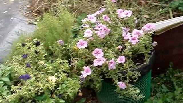 Виды петунии и их болезни. смотреть онлайн