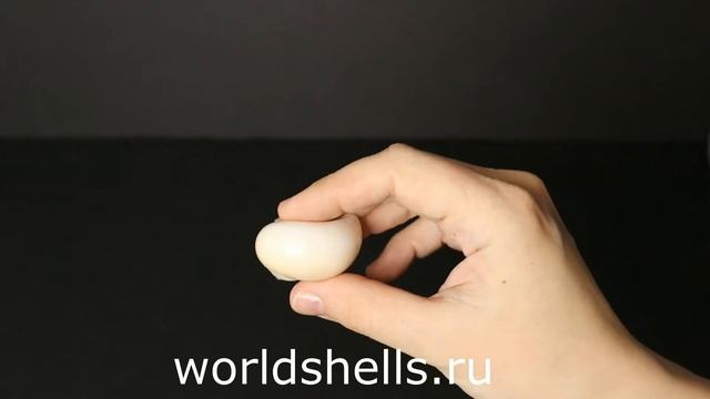 Морские ракушки 