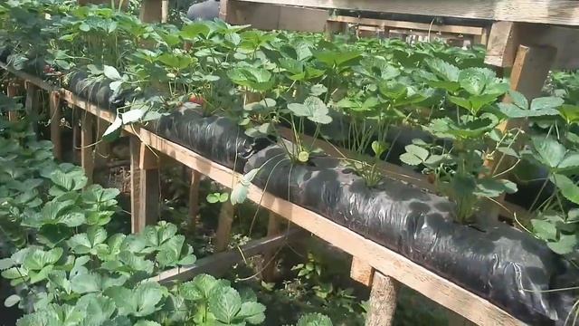 Новинки клубники. Собираем усы для размножения смотреть онлайн