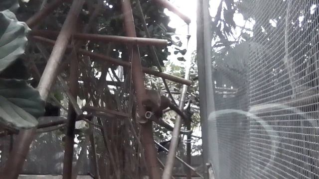 Венсенский зоопарк 🐾🦜. Тропический павильон. Тропические рыбки 🐠. Лемуры/Le Zoo de Vincennes. Paris смотреть онлайн