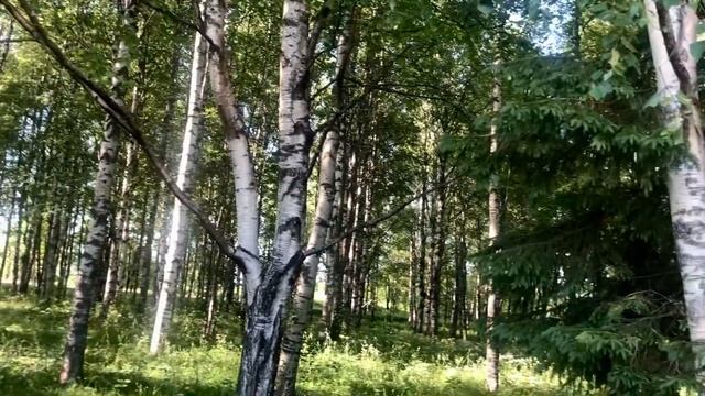 Фураж « Берёзовая роща « смотреть онлайн