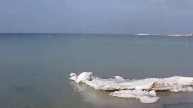 Лебеди в Черноморском. Крым, февраль 2012.mp4 смотреть онлайн