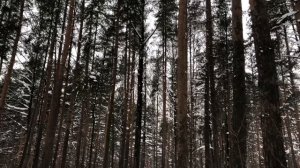 Муж ЛОВКО ОТОМСТИЛ неверной жене, осталась ни с чем. Интересные истории измен, аудио рассказ