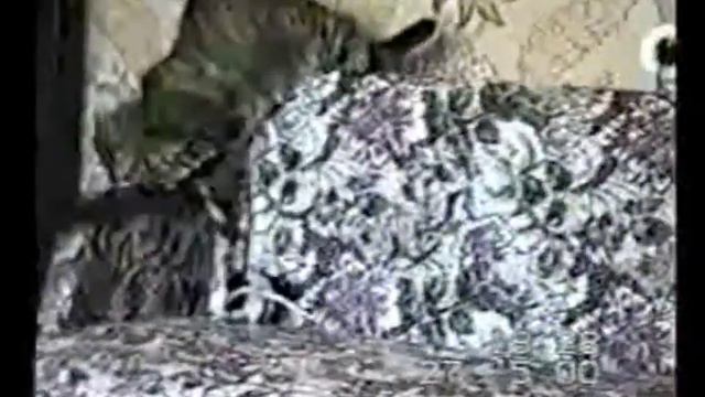 Кот против крысеныша смотреть онлайн
