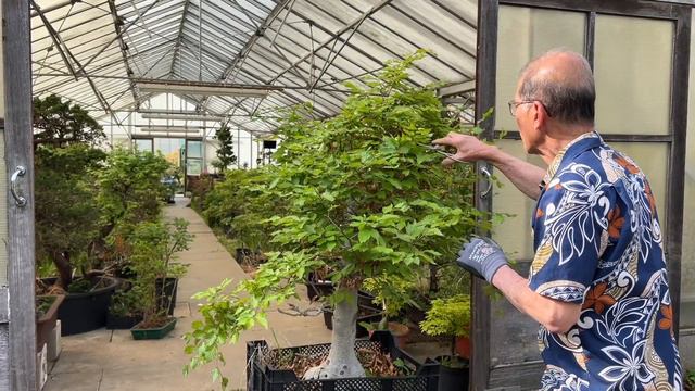 Pruning Bonsai at Herons Bonsai Nursery смотреть онлайн