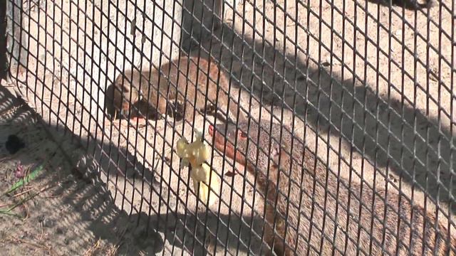 Футаж Новосибирский зоопарк 001144 смотреть онлайн