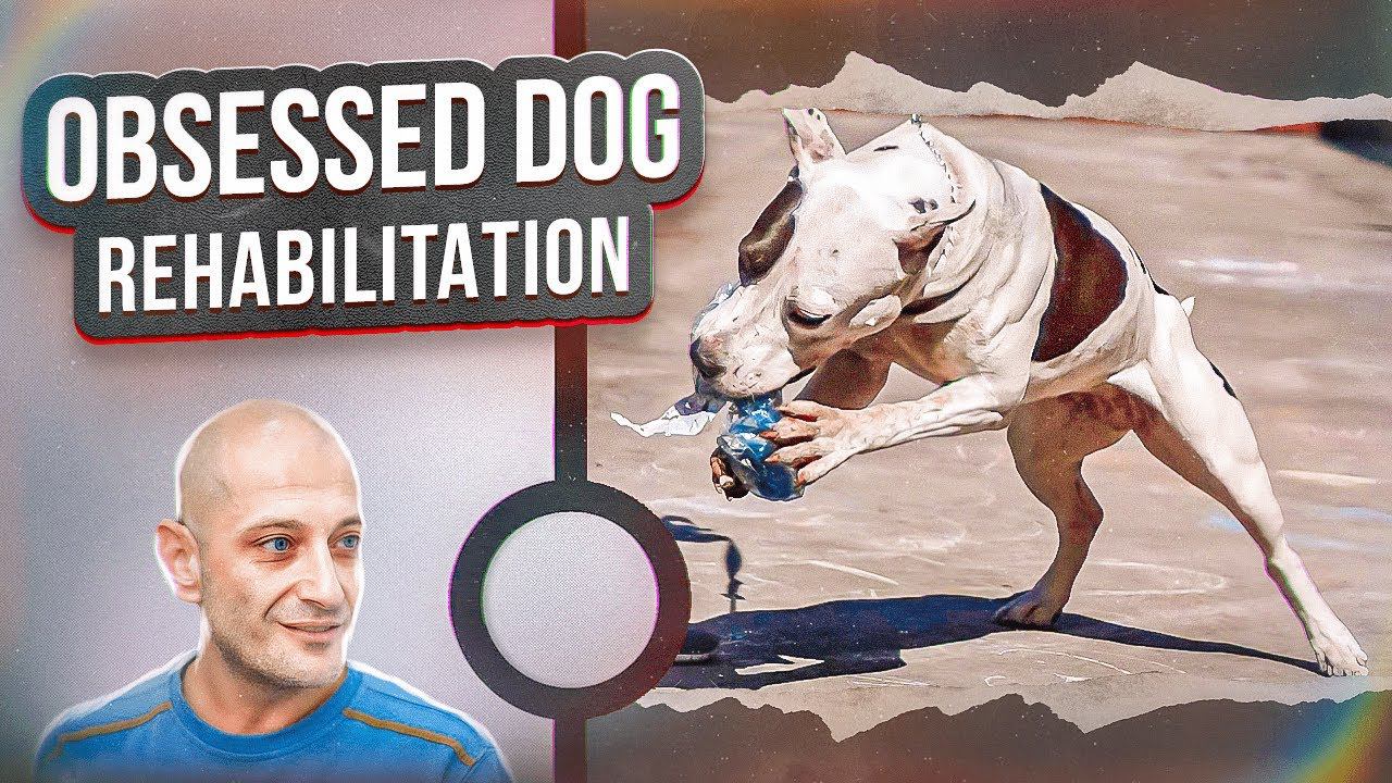 Obsessed Dog Rehabilitation