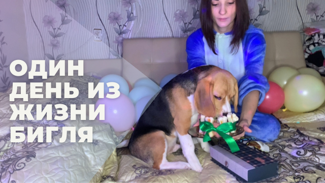 ОДИН ДЕНЬ ИЗ ЖИЗНИ БИГЛЯ| ПЕРВЫЙ СНЕГ | ОТМЕЧАЕМ 5 МЕСЯЦЕВ смотреть онлайн
