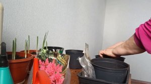 Посадка Астильбы в горшочки