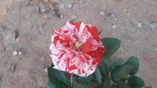 റോസ് -Purple tiger striped rose смотреть онлайн