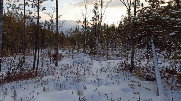 Соболиная охота