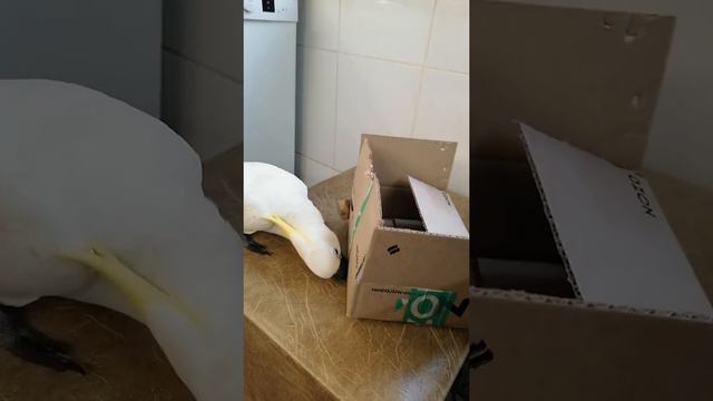 Какаду Катя, любительница коробок смотреть онлайн