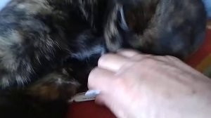 Кошка домашняя черепаховый окрас. Капли Барс применение для кошек и собак.