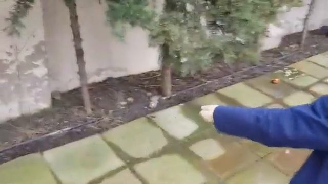 Кормления дроздов зимой смотреть онлайн
