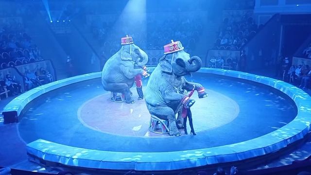 Итальянский цирк Тоньи / Circo Togni смотреть онлайн