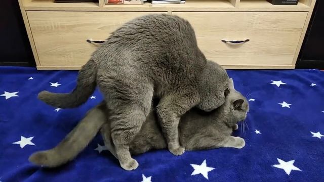 Кот Батон вяжет кошечку №0065 смотреть онлайн