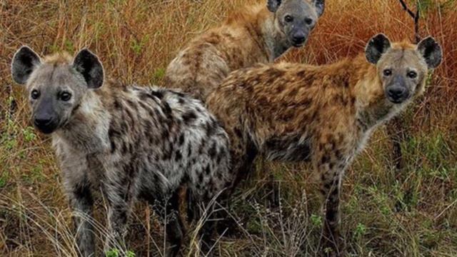 Звуки гиены # hyena sound смотреть онлайн