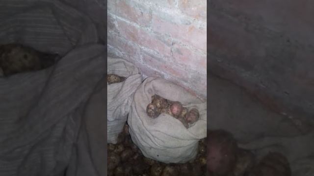 Капуста. Хранение капусты. смотреть онлайн