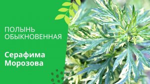 Полынь обыкновенная или чернобыльник.mp4