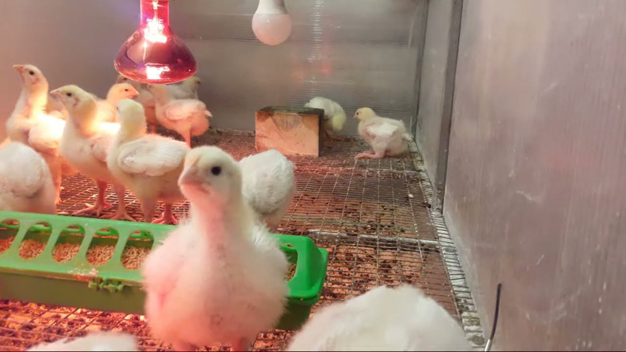 Цыплята Кобб 500 Утренний эфир 12 дня Выпойка витамином смотреть онлайн