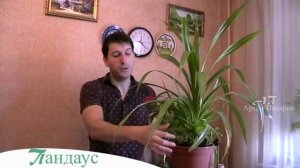 Панда́н, или Панда́нус винтовая пальма в квартире : выращиване и уход - Артём Панарин #пальма #цвет