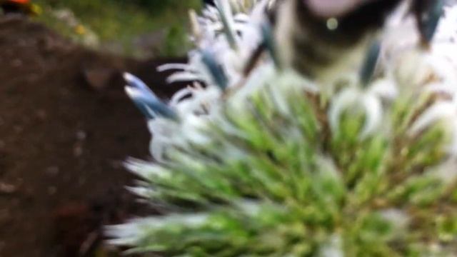 В горах с. Ведучи смотреть онлайн