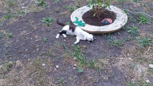 Сладкая женщина. смотреть онлайн