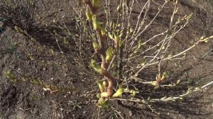 Черная смородина, обработка от болезней и вредителей весной.