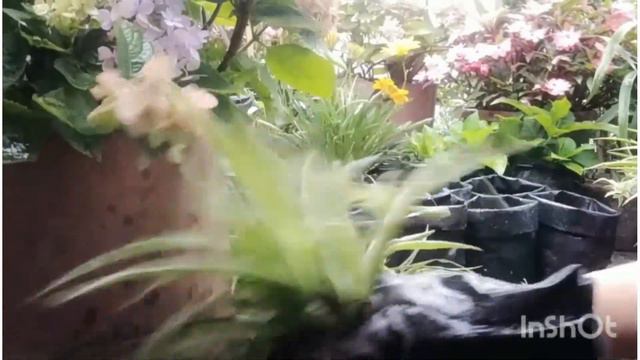 How to Propagate Spider Plant and care in Nepali.💯 смотреть онлайн